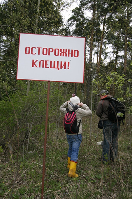 Что делать, если укусил клещ?